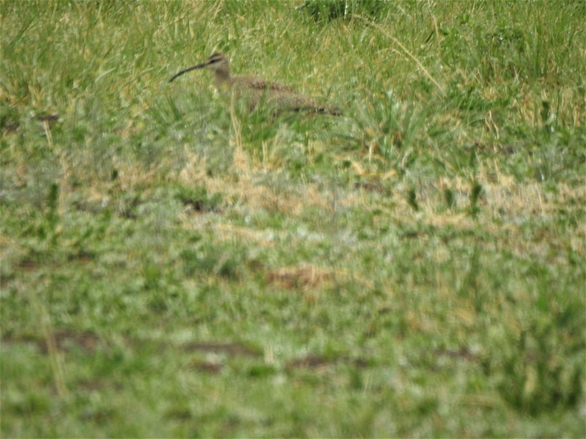 eBird Checklist - 30 Apr 2019 - Clear Spring Ranch - 57 species (+5 ...