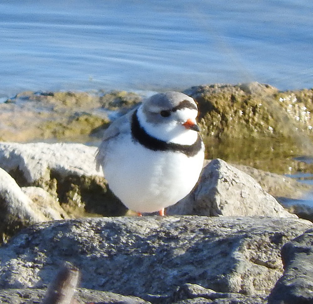 Piping Plover - ML155014921