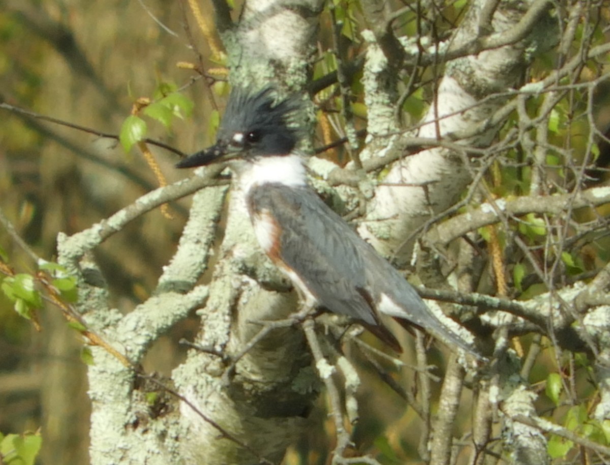Belted Kingfisher - ML155014971