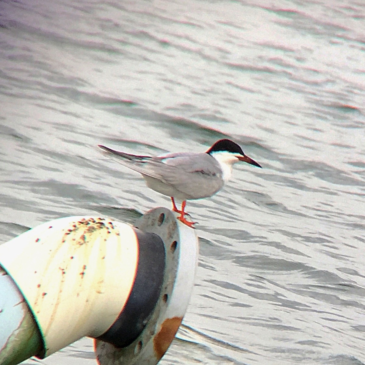 Common Tern - ML155016821