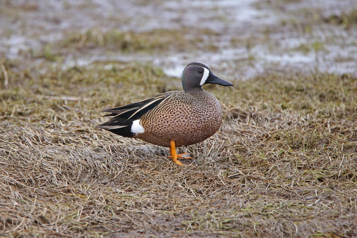 Blue-winged Teal - ML155018371