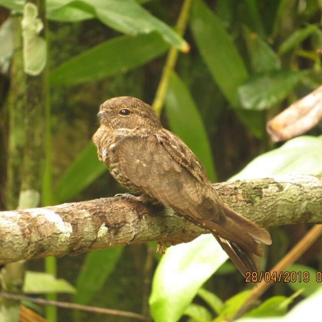 Band-tailed Nighthawk - Carlos López Ardila