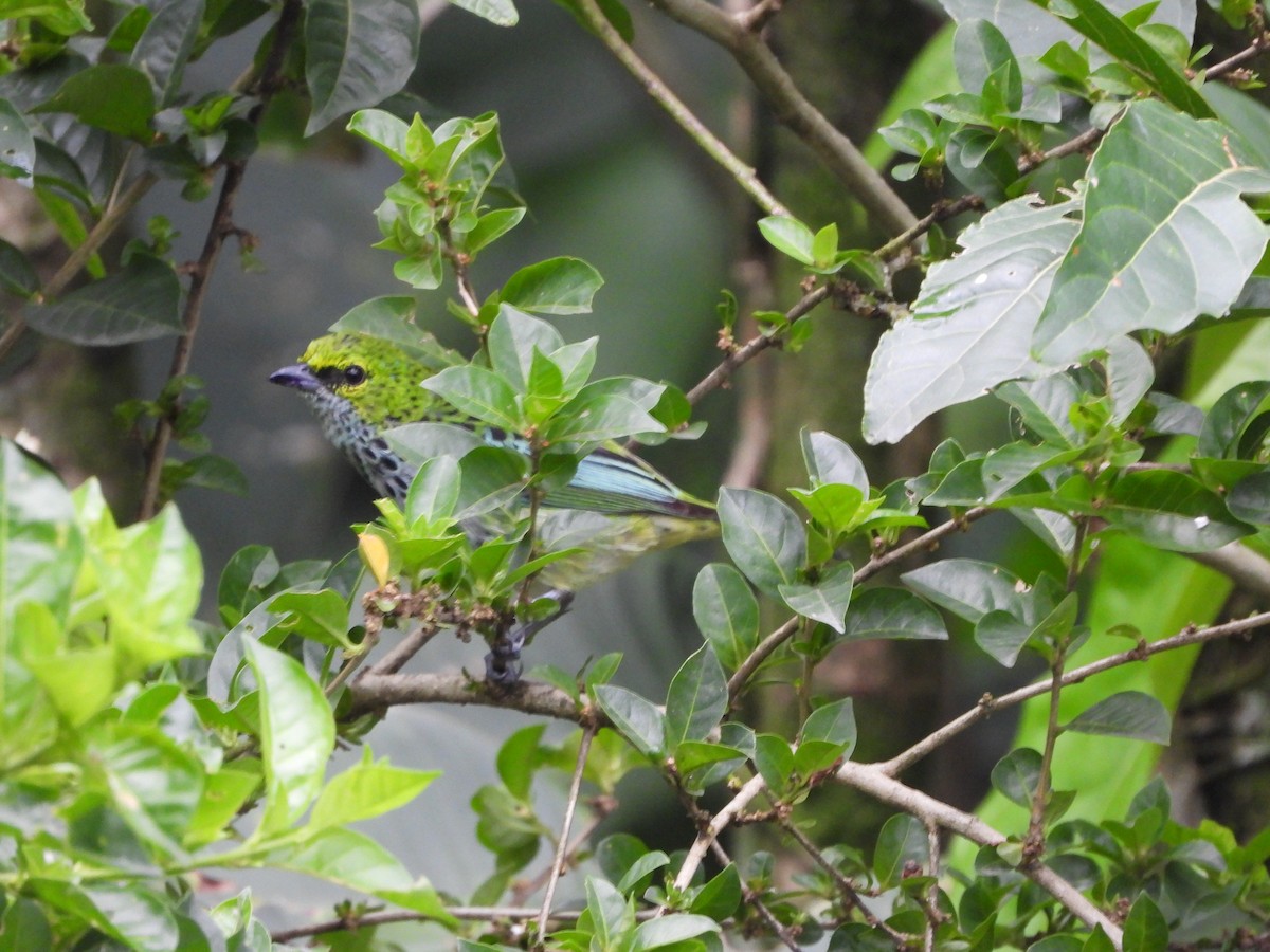 Speckled Tanager - ML155020331