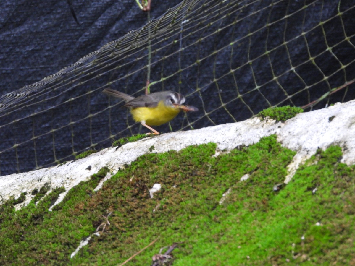 Golden-crowned Warbler - ML155022111