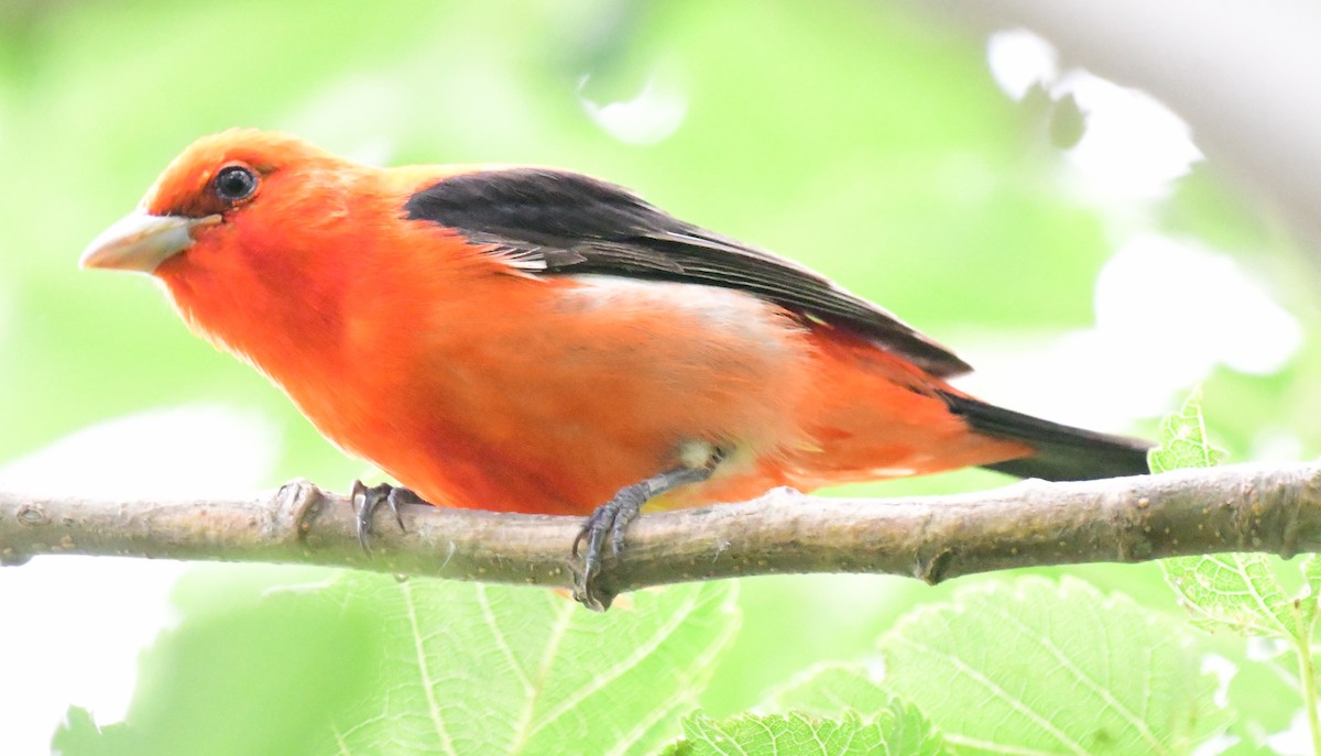 Scarlet Tanager - ML155023301