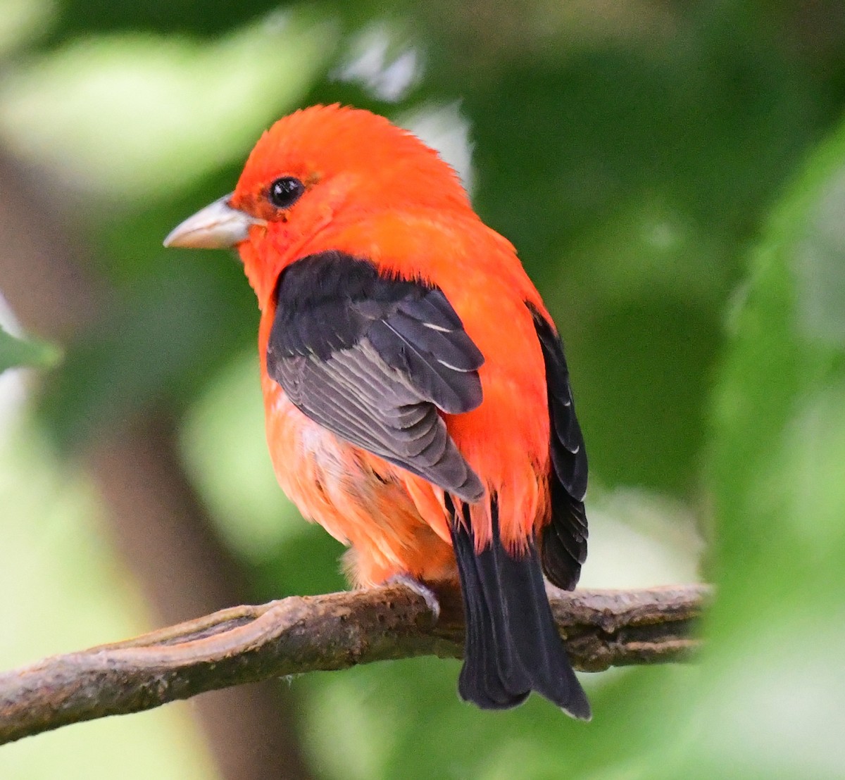 Scarlet Tanager - ML155023411