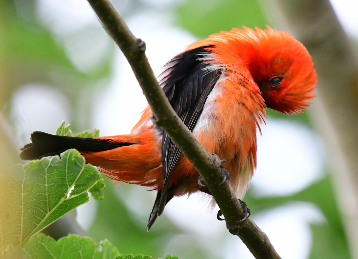 Scarlet Tanager - ML155023631
