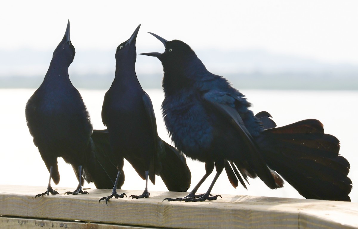 Great-tailed Grackle - ML155026341