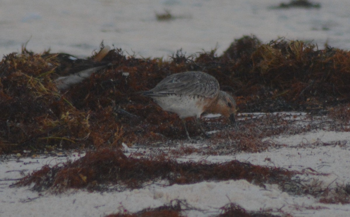 Red Knot - Keith M Kemp