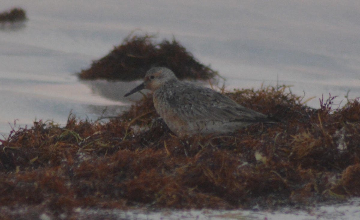Red Knot - ML155027021