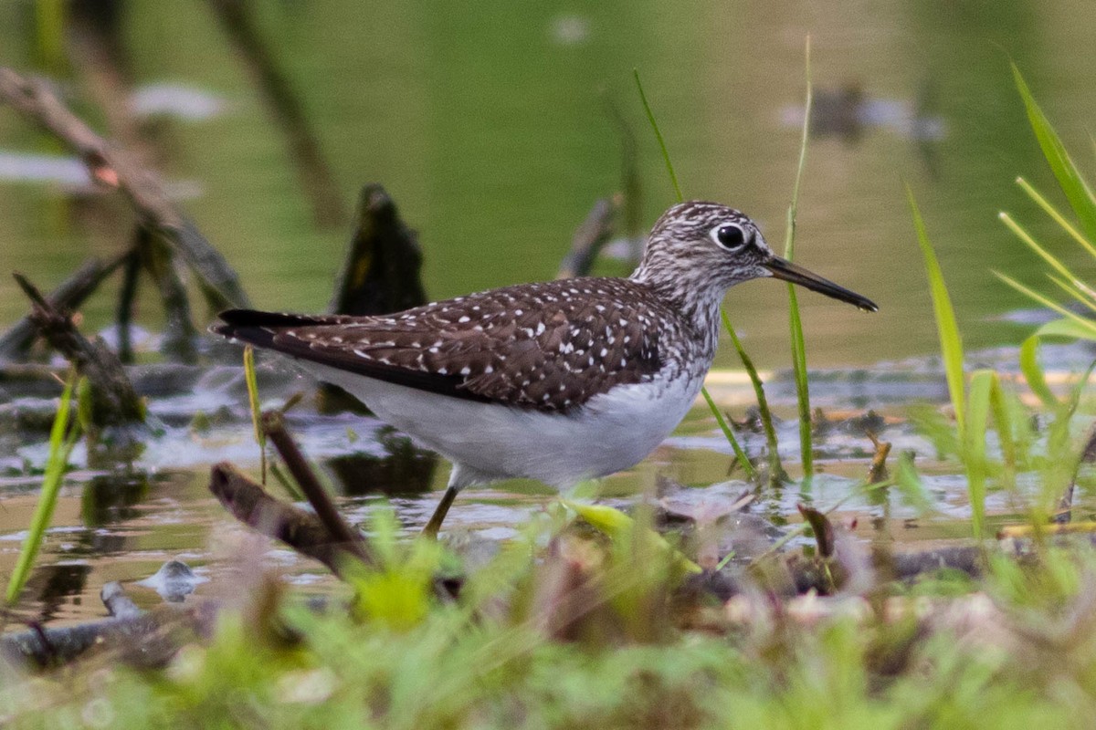 Solitary Sandpiper - Timothy Graves