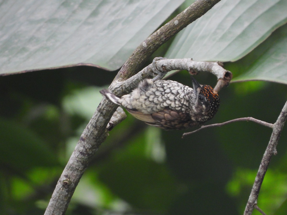 Scaled Piculet - ML155033501