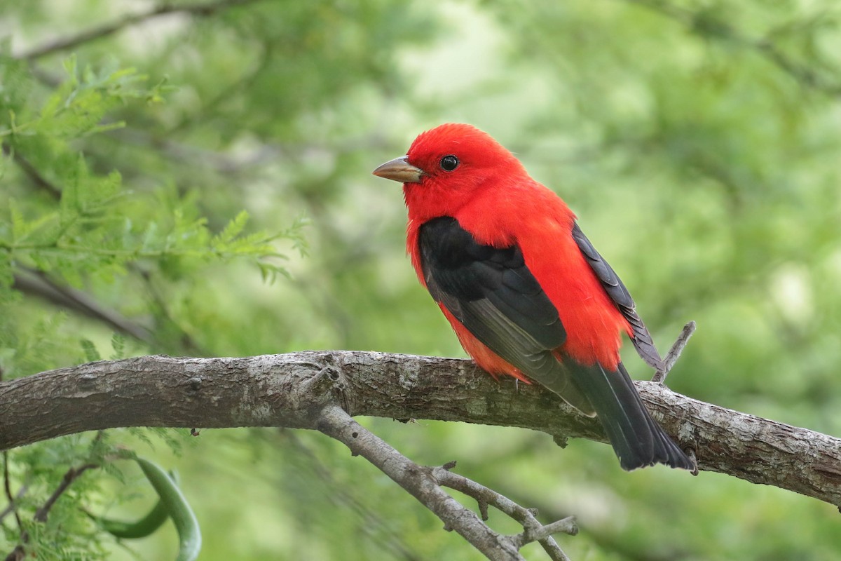 Scarlet Tanager - ML155038281