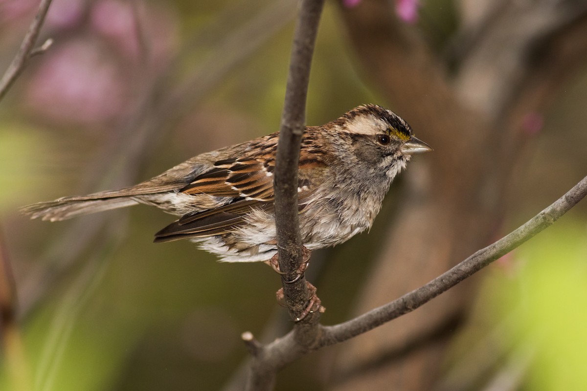 White-throated Sparrow - ML155039891
