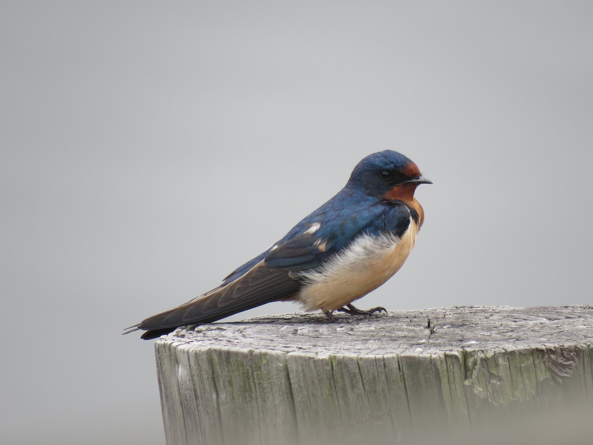 Barn Swallow (American) - ML155040741