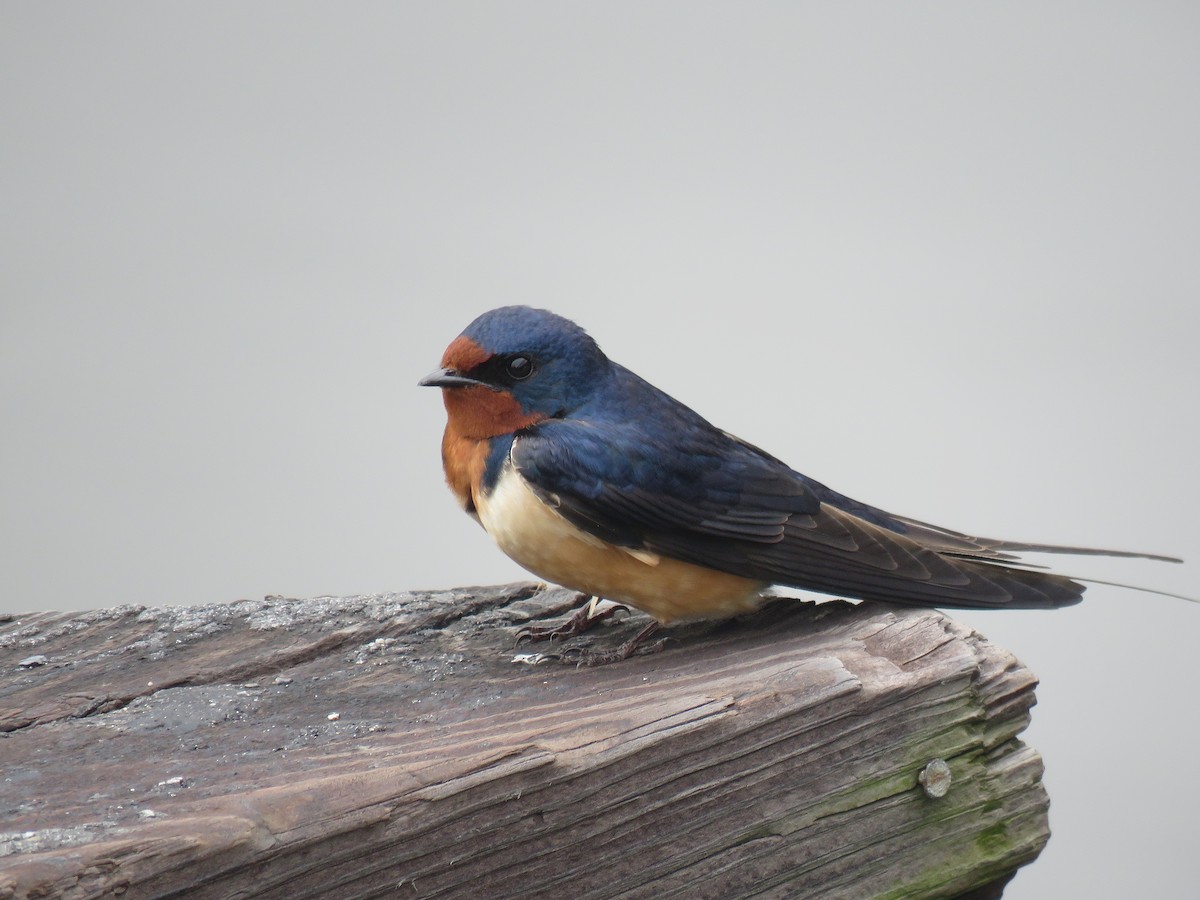Barn Swallow (American) - ML155040761