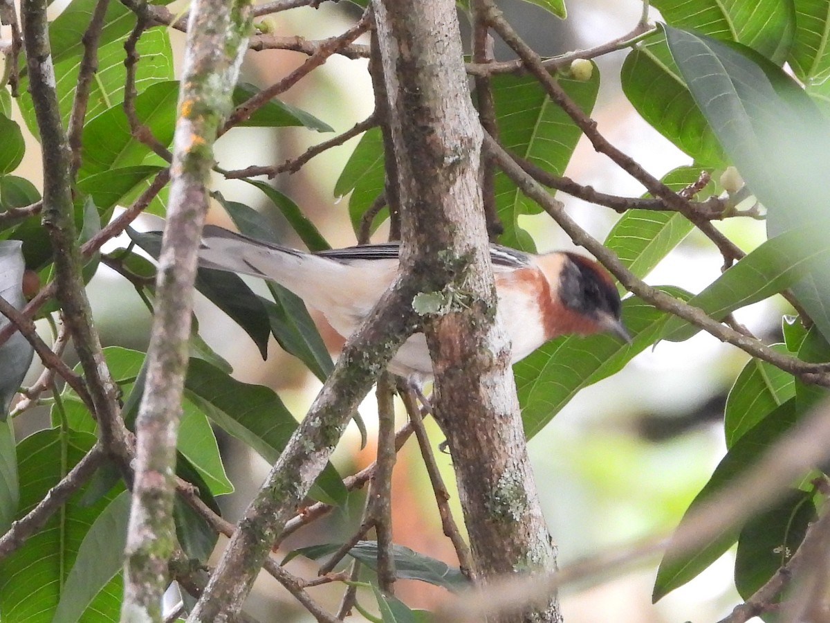 Bay-breasted Warbler - ML155041591
