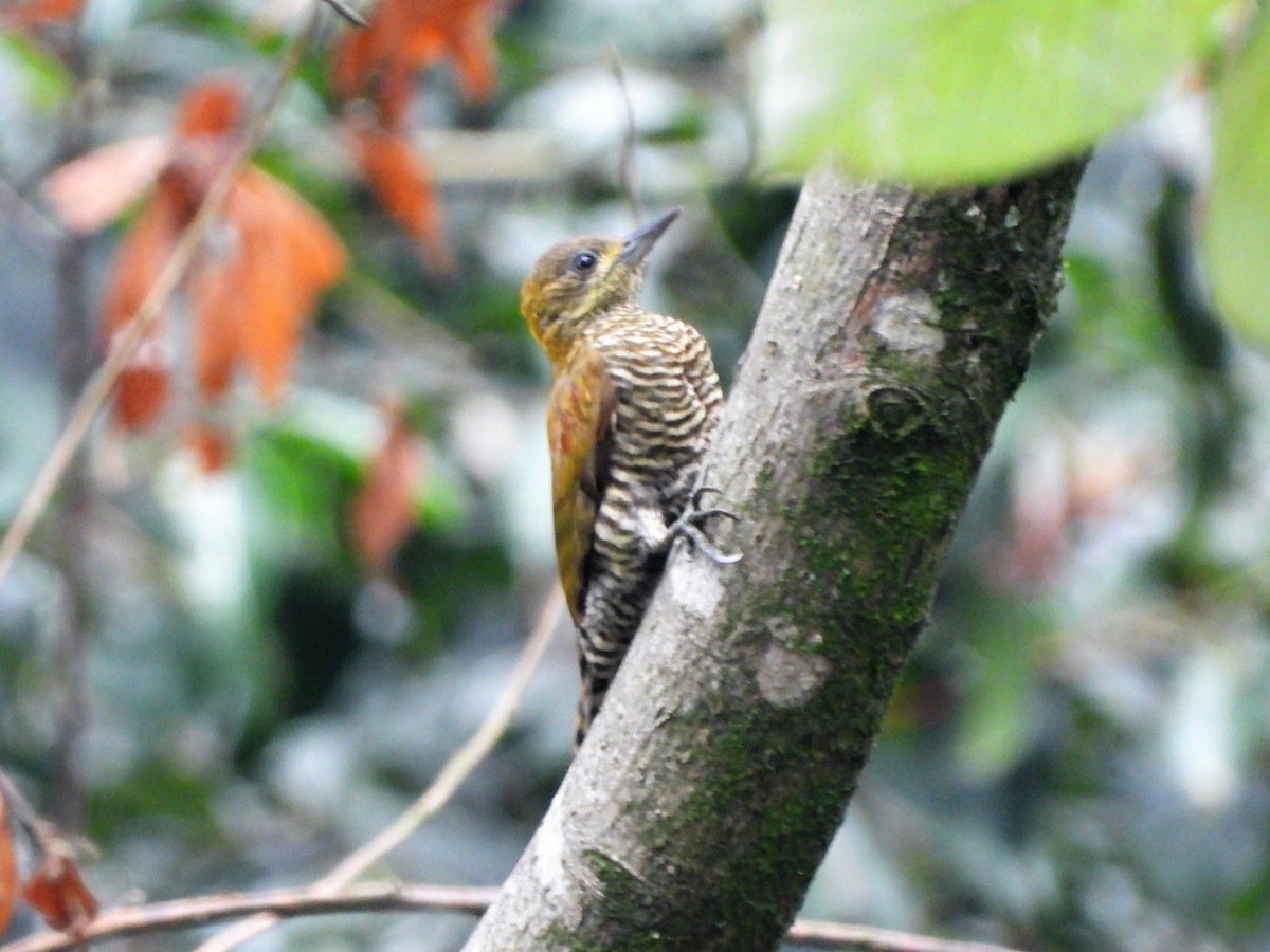Red-stained Woodpecker - ML155043041