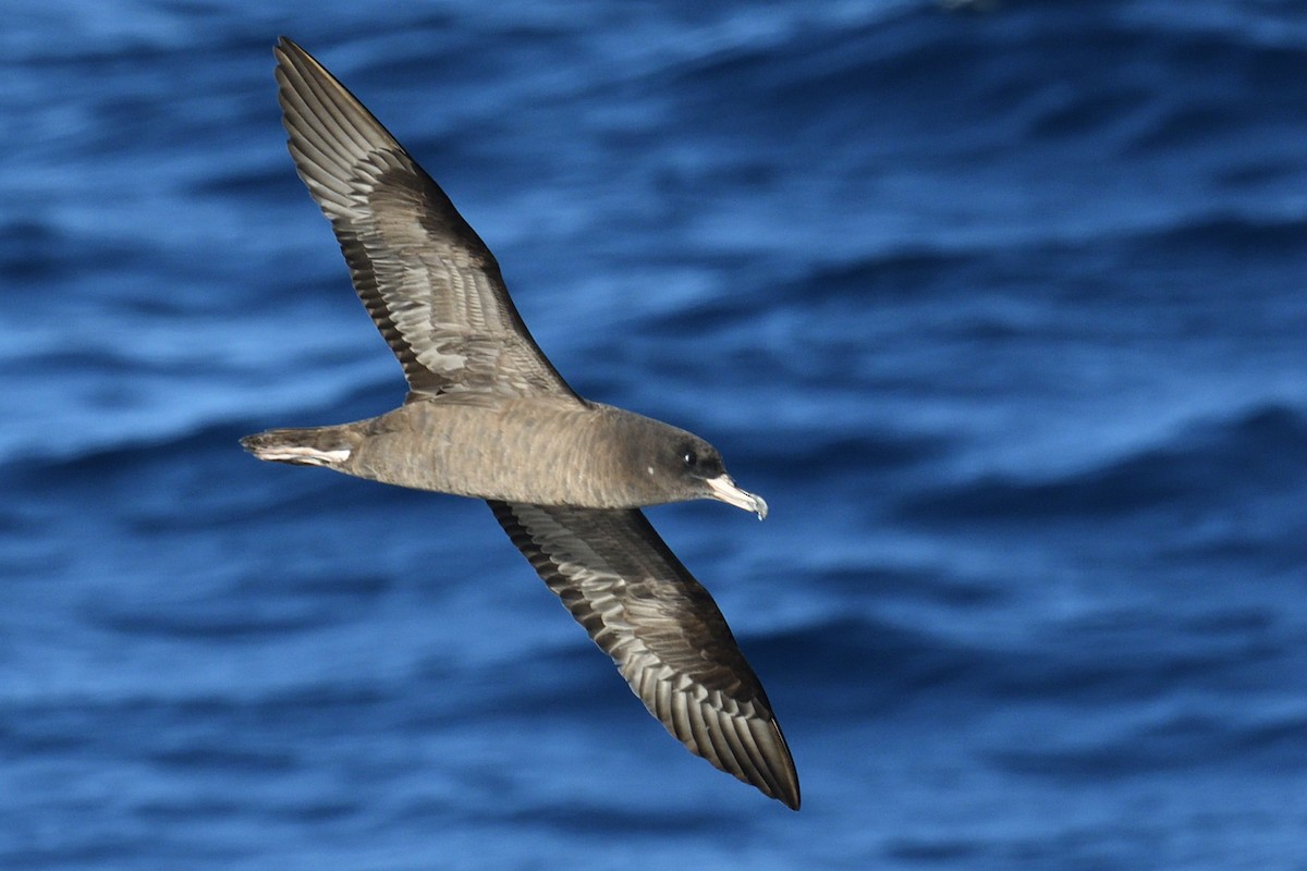 Flesh-footed Shearwater - ML155043151