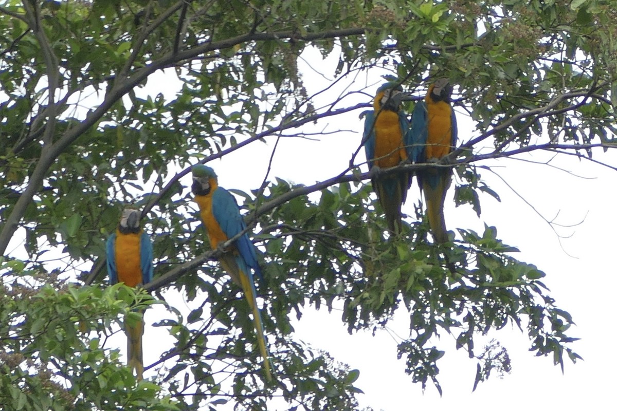 Blue-and-yellow Macaw - Peter Kaestner
