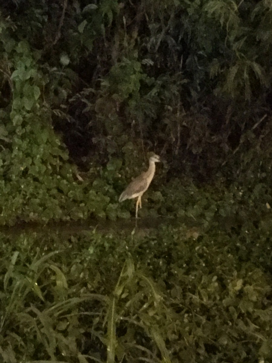 Yellow-crowned Night Heron - ML155045591