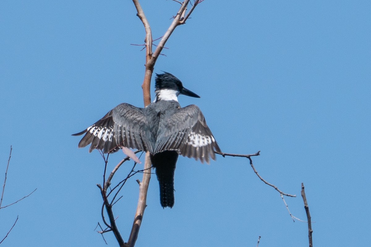 Belted Kingfisher - ML155047701