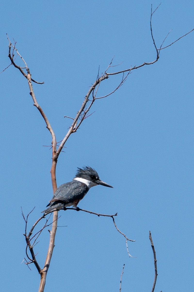 Belted Kingfisher - ML155047721