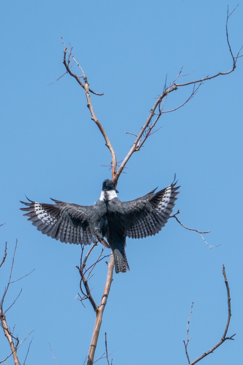 Belted Kingfisher - ML155047731