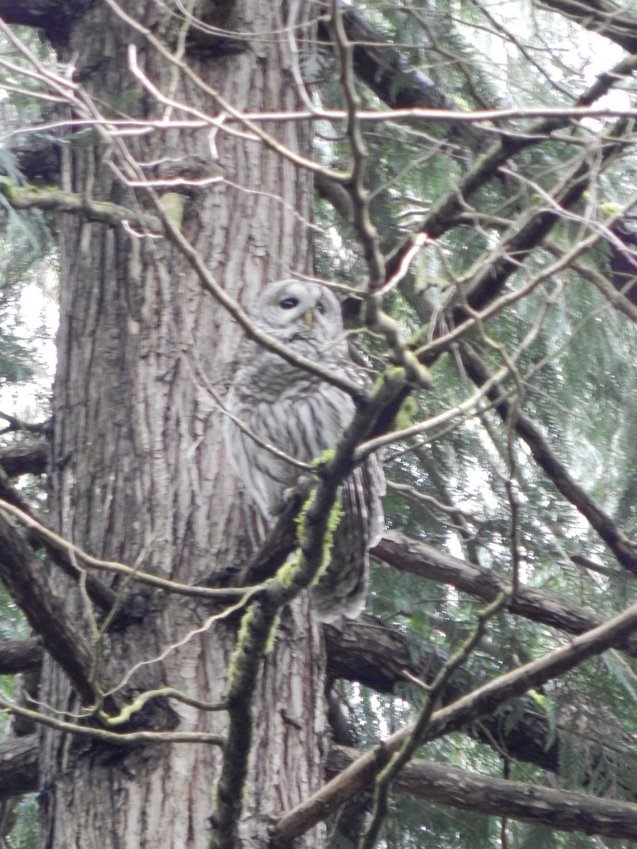 Barred Owl - ML155049491