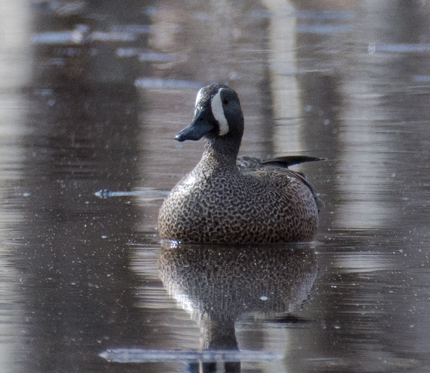 Blue-winged Teal - Buddy M