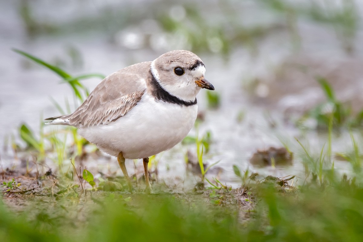 Piping Plover - ML155056021