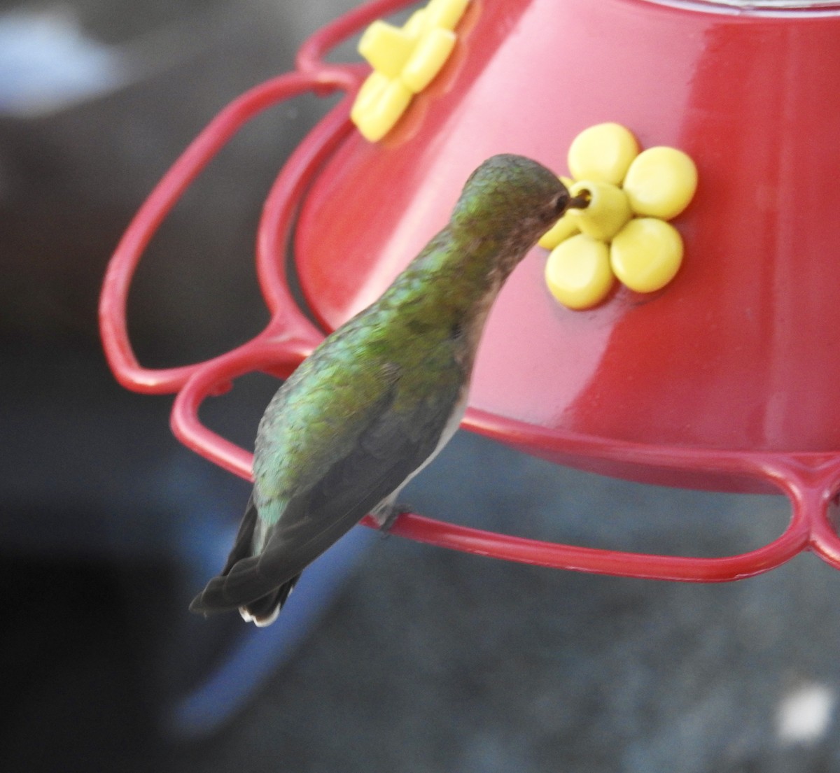 Calliope Hummingbird - ML155065201
