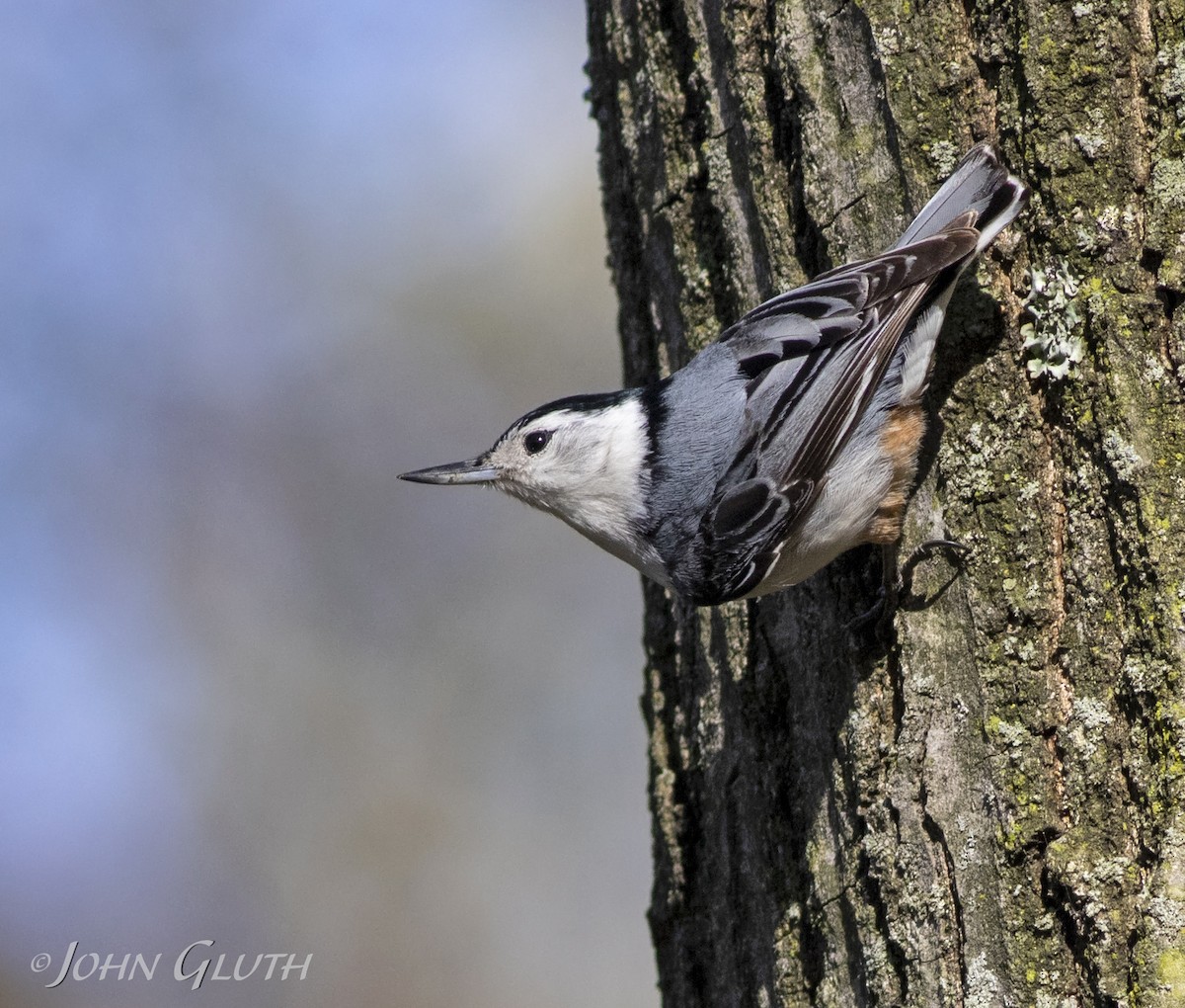 White-breasted Nuthatch - John Gluth