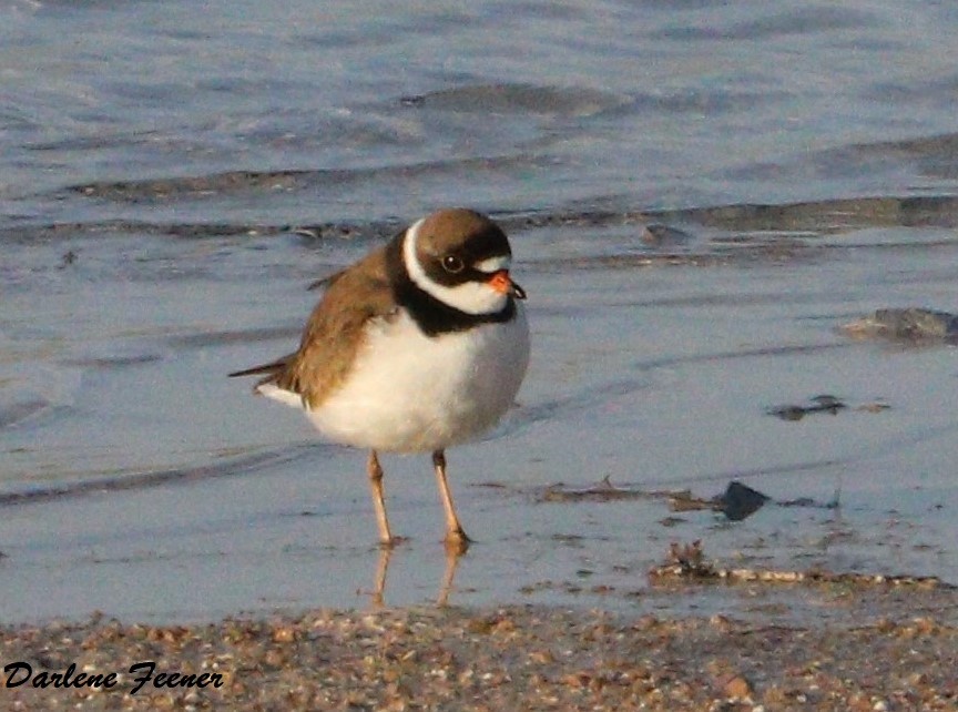 Semipalmated Plover - ML155066071