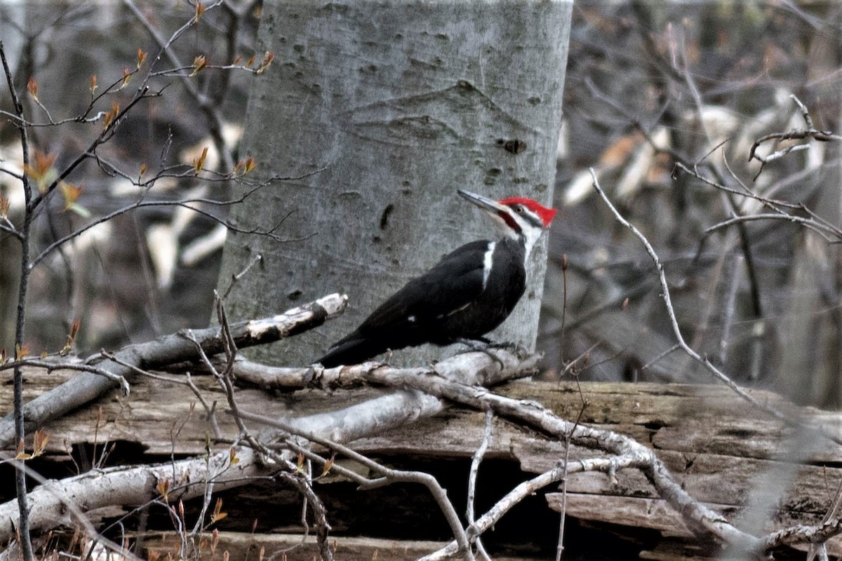 Pileated Woodpecker - ML155066291