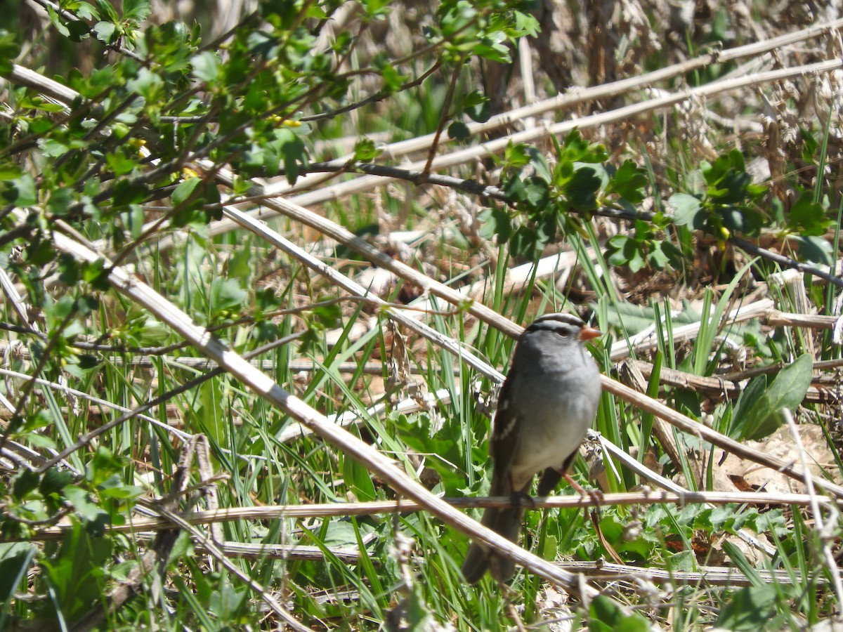 White-crowned Sparrow - ML155067061