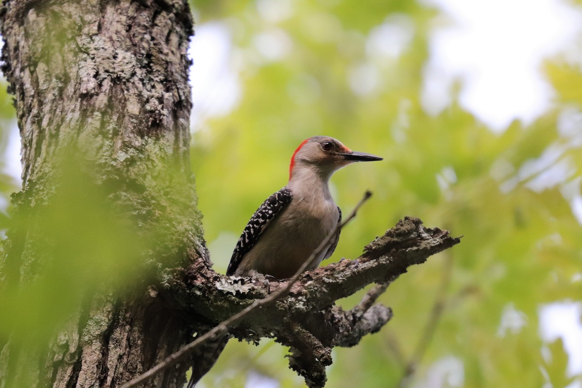 Red-bellied Woodpecker - ML155068311