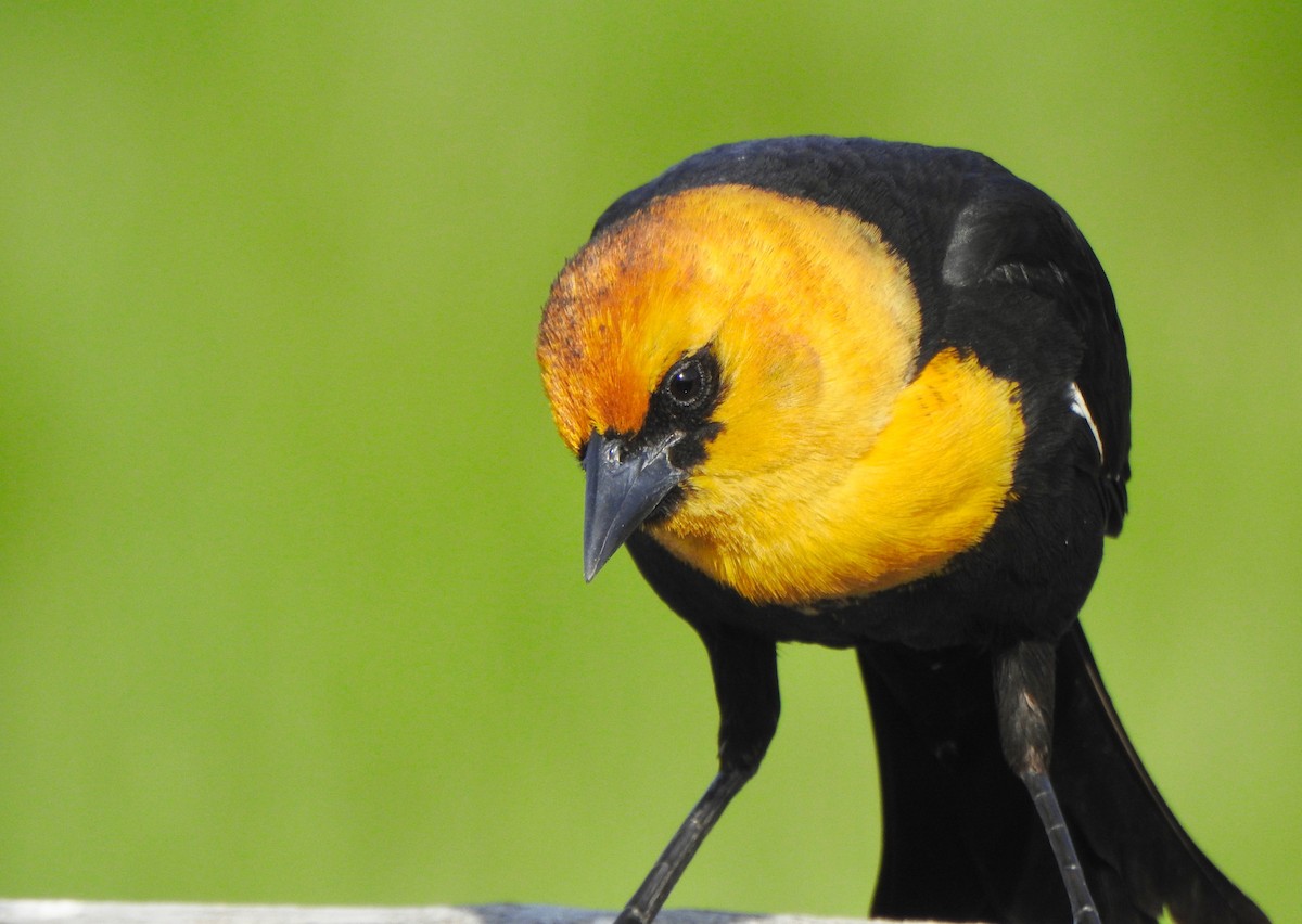 Yellow-headed Blackbird - ML155078001