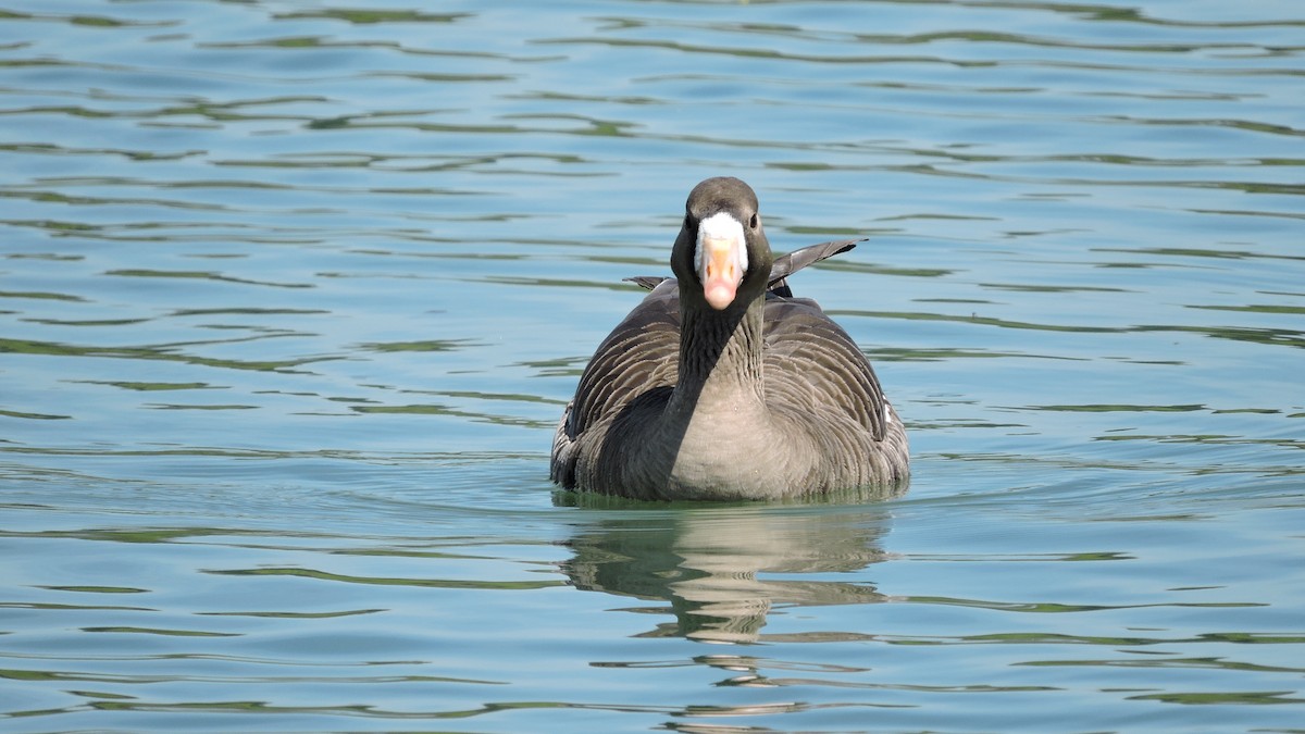 Greater White-fronted Goose - ML155082671
