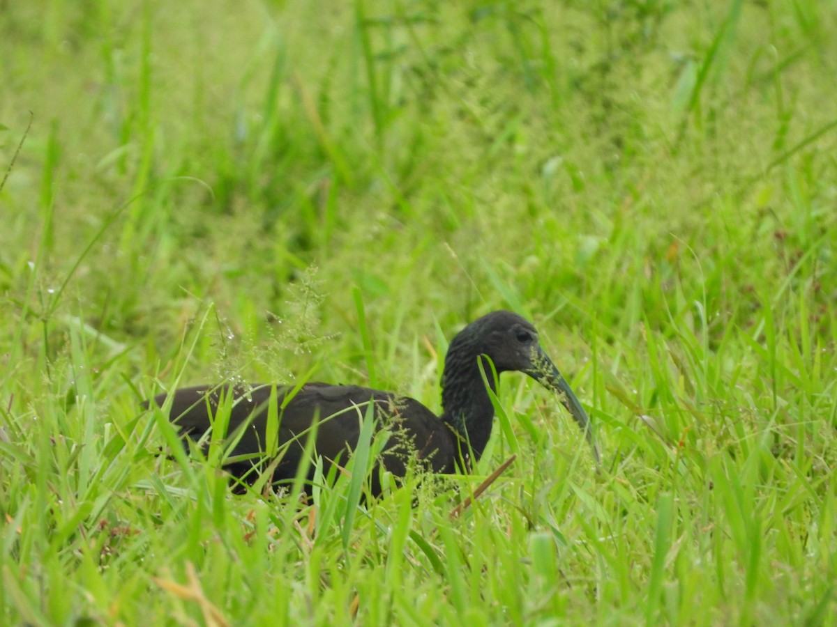ibis zelený - ML155087841