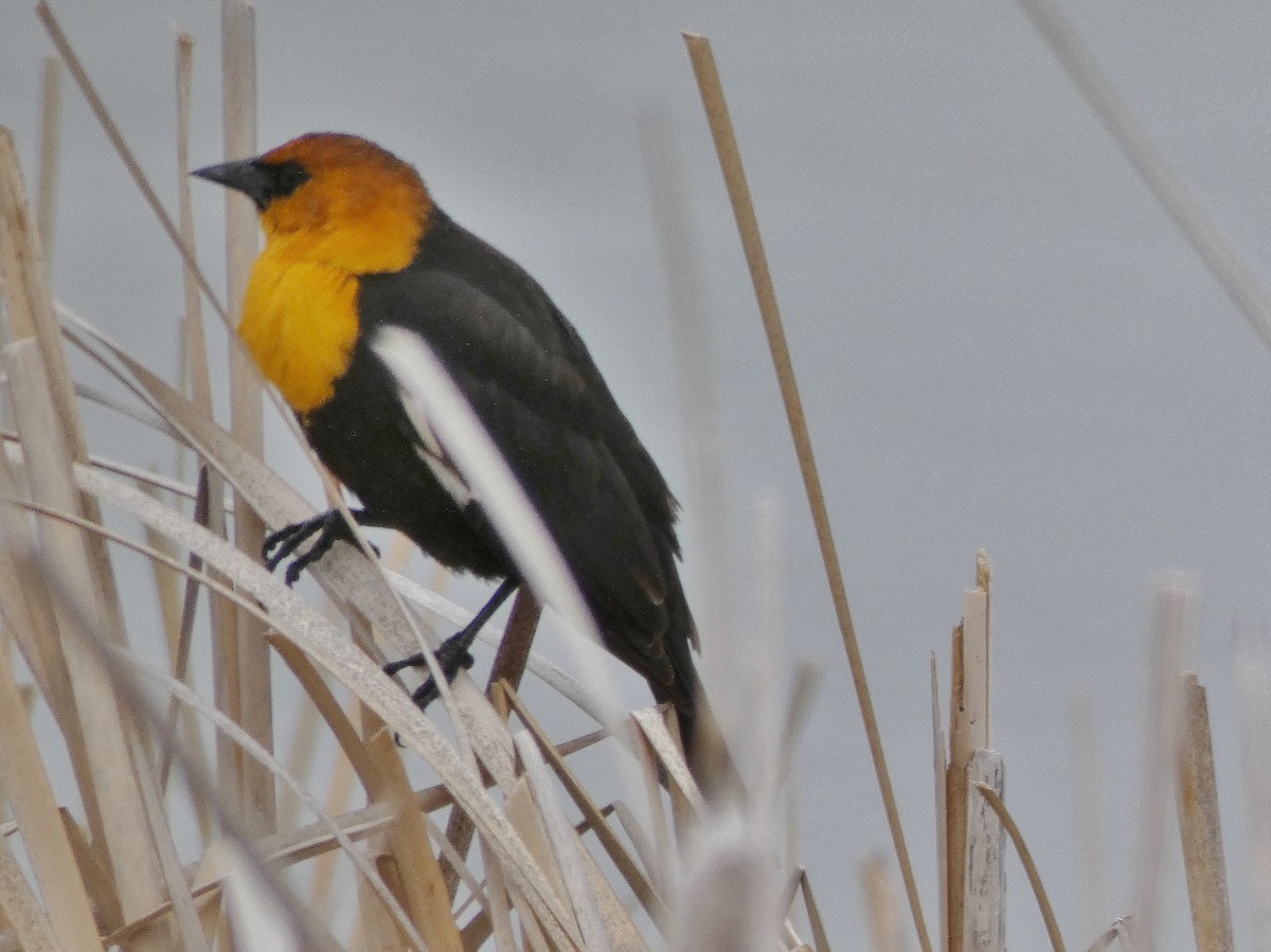Yellow-headed Blackbird - ML155088861