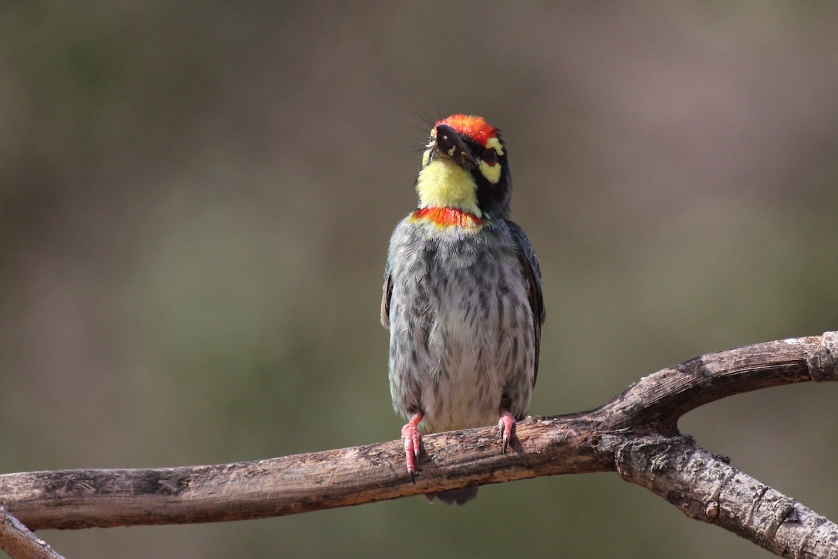 Coppersmith Barbet - Chinmay Rahane