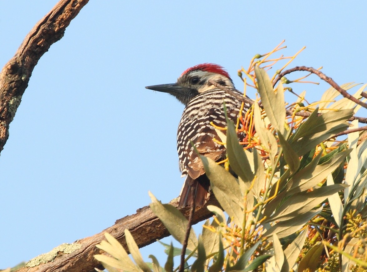 Ladder-backed Woodpecker - Anuar López