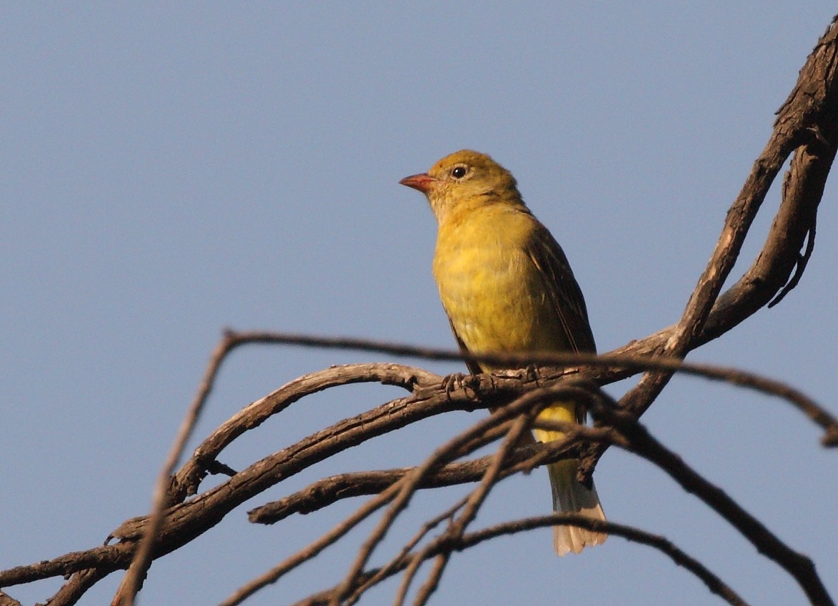 Western Tanager - ML155094061