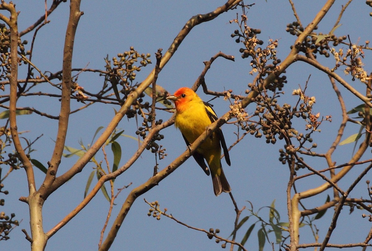 Western Tanager - ML155094071