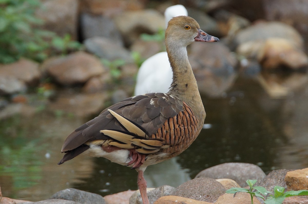 Plumed Whistling-Duck - Peter & Shelly Watts