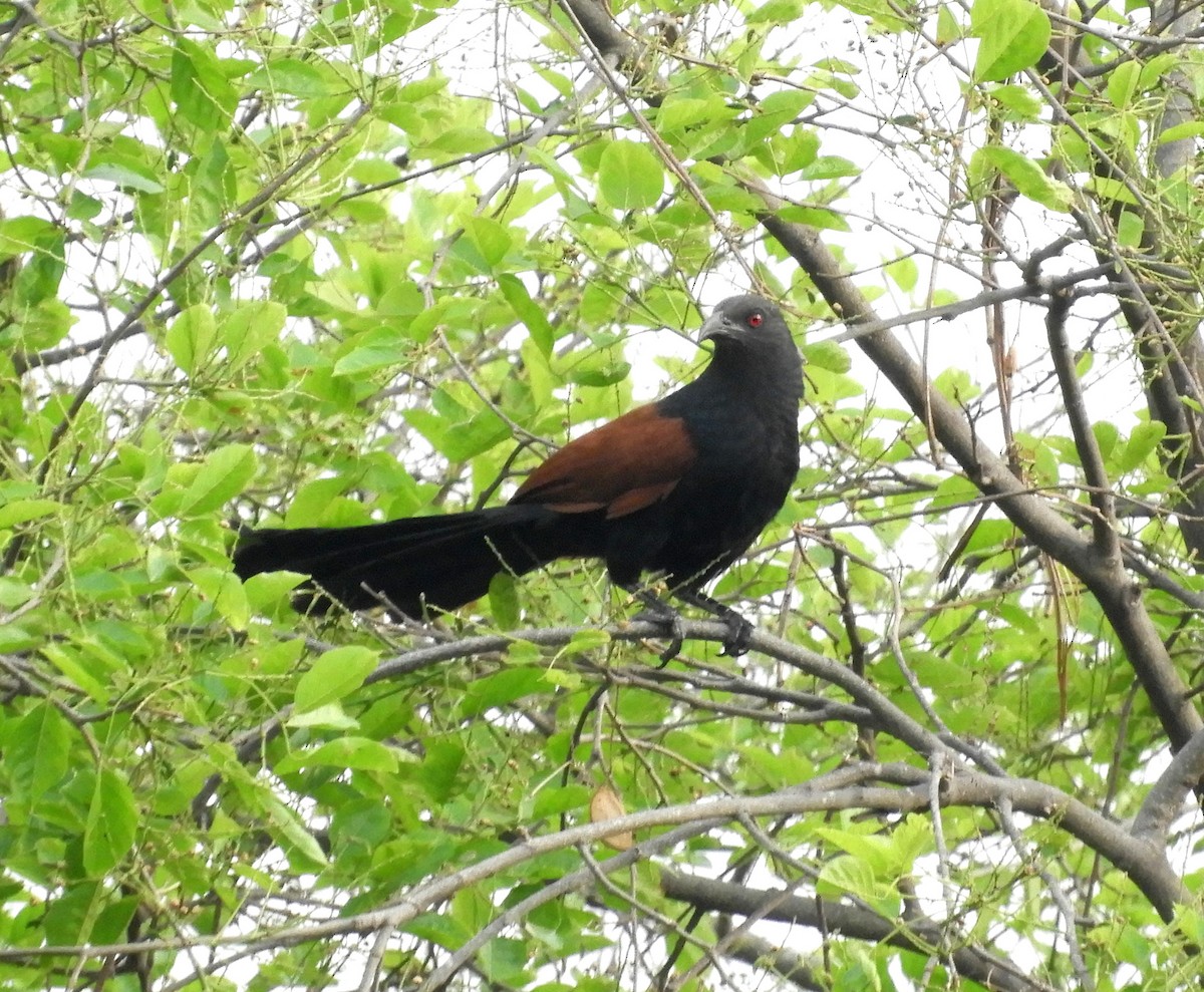 Greater Coucal - ML155098421