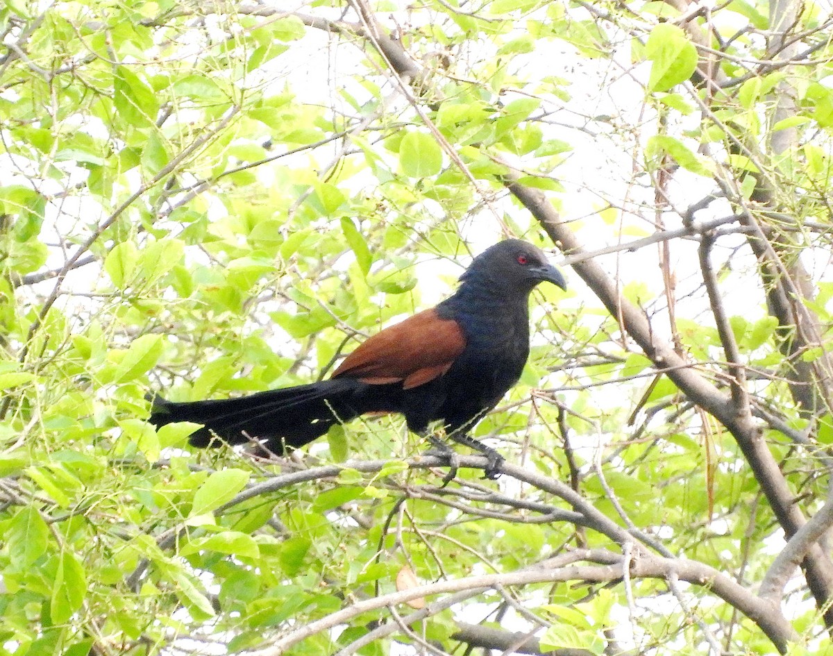 Greater Coucal - ML155098451