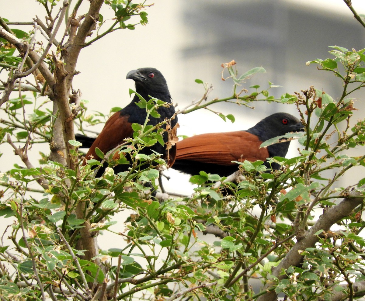 Greater Coucal - ML155098491