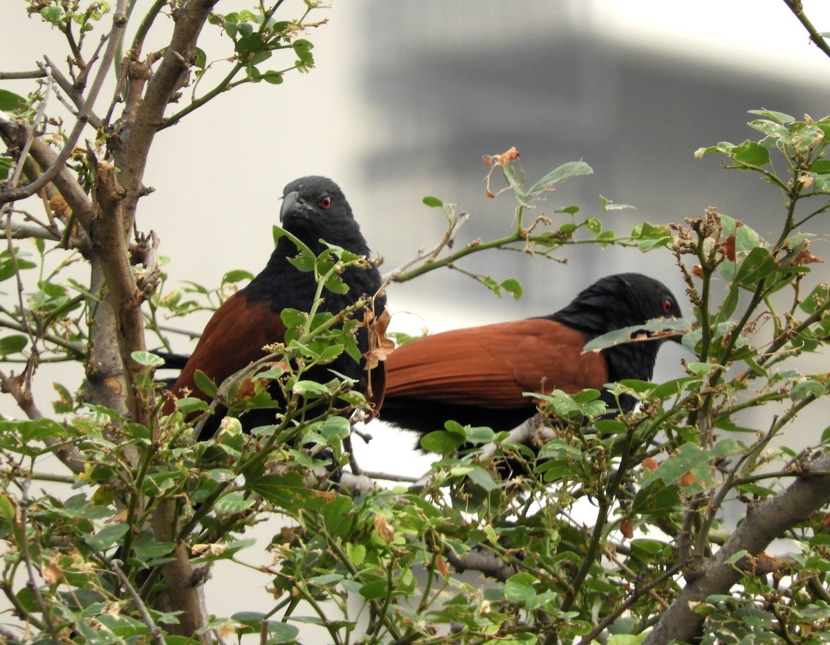 Greater Coucal - ML155098501